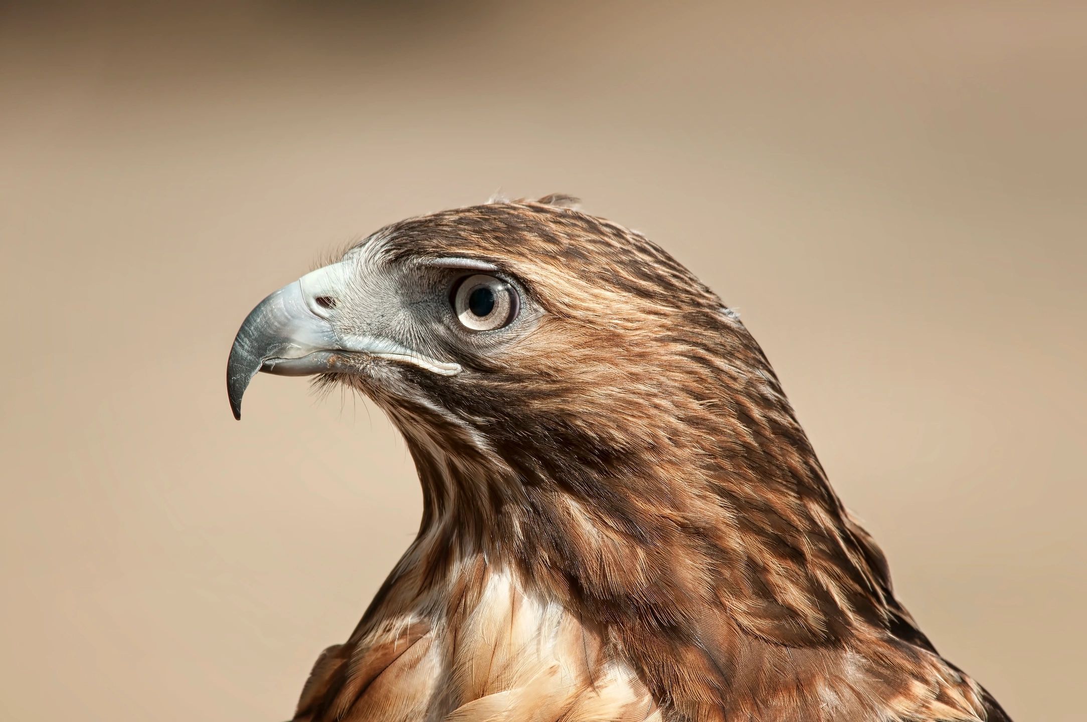 Headshot of an eagle