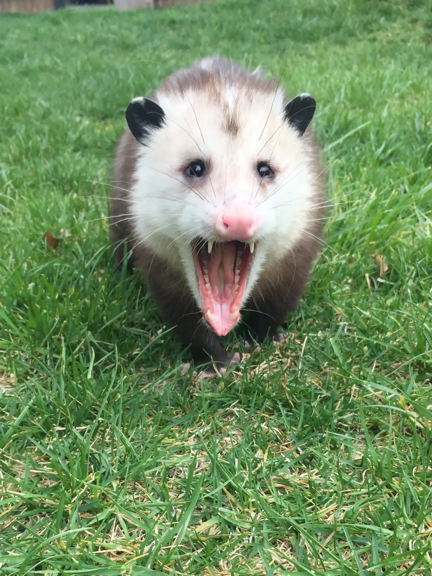 Opossum (1)