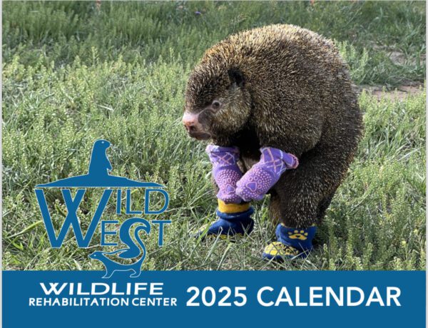 2025 Cinder the Porcupine Wall Calendar